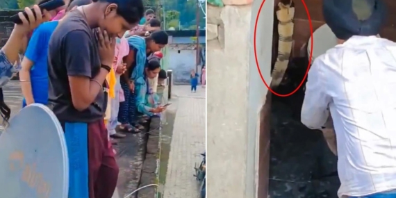 Hindistan’da Bir Evin Klozetinde Görülen Dev Kobra Yılanı Mahallede Panik Yarattı